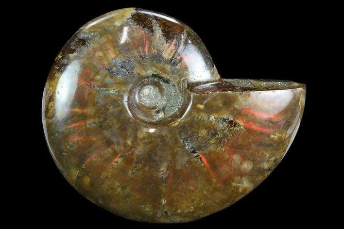 Flashy Red Iridescent Ammonite - Wide #127938